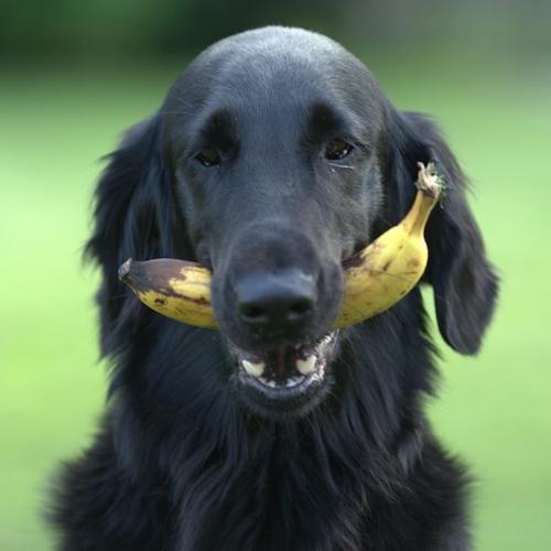 Perro fruta Perro fruta