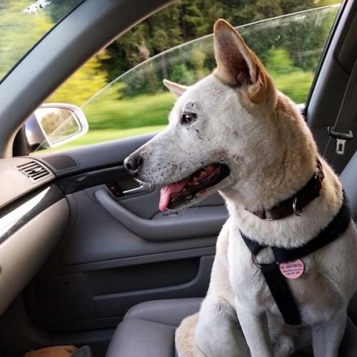 perro-en-coche. perro-en-coche.
