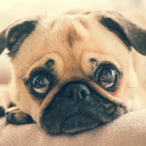Perro triste Perro triste