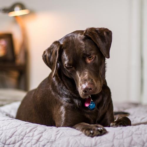 cómo tratar la osteoartritis canina cómo tratar la osteoartritis canina