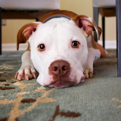 Perro nervioso por ir al veterinario (Pixabay) Perro nervioso por ir al veterinario (Pixabay)