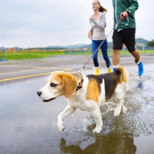 perro paseando con sus dueños perro paseando con sus dueños