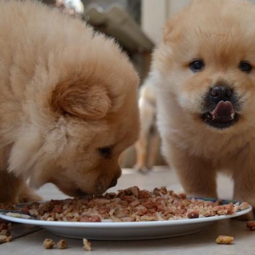 perros-comiendo perros-comiendo