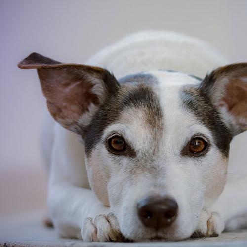 perros-con-artritis perros-con-artritis