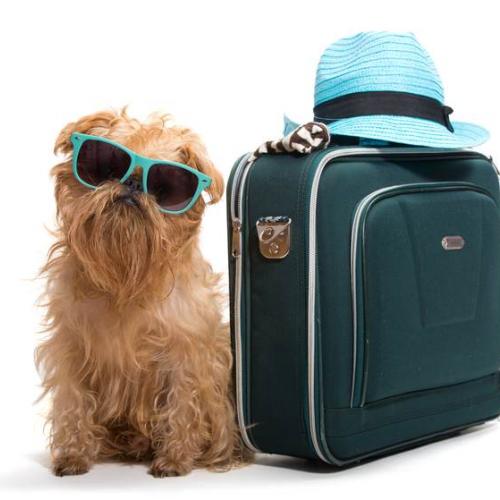 Viaje con perros Viaje con perros