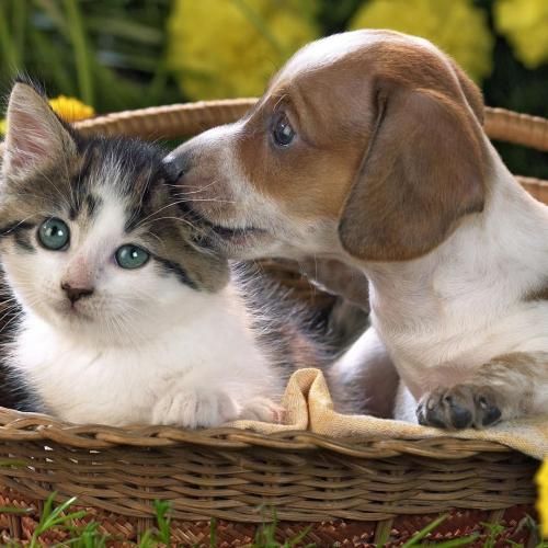 ¿Por qué perros y gatos se llevan mal? ¿Por qué perros y gatos se llevan mal?
