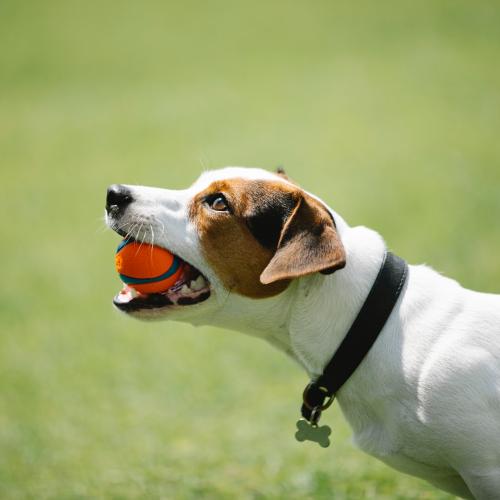 juegos de perros con pelotas