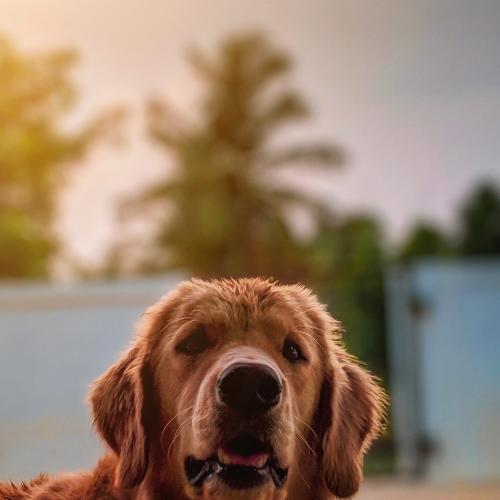 Hotel para perros Hotel para perros