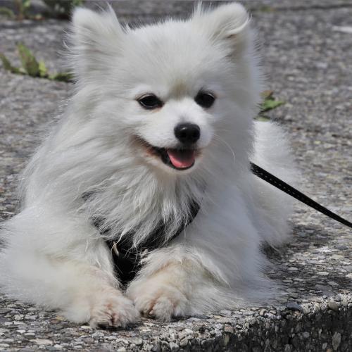 sacar a tu perro a pasear sacar a tu perro a pasear