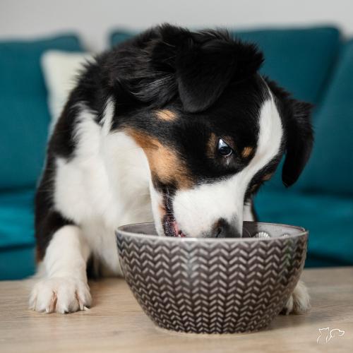 Conoce 10 consejos para mantener a tu mascota hidratada en los meses de verano