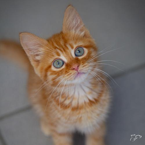 alergias más comunes y sus causas que pueden padecer las mascotas.