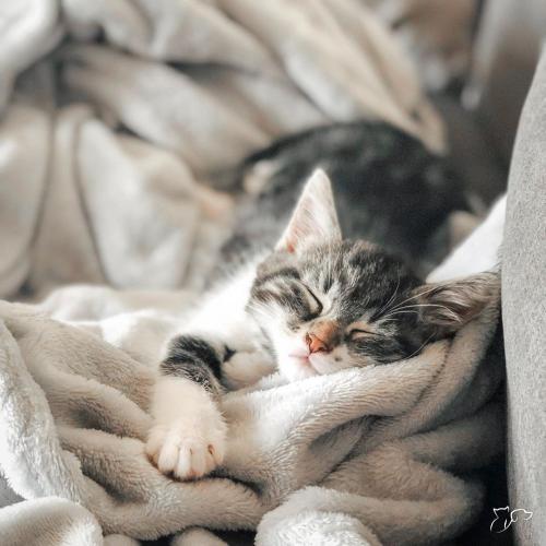 ¿Cómo dicen los gatos te quiero?