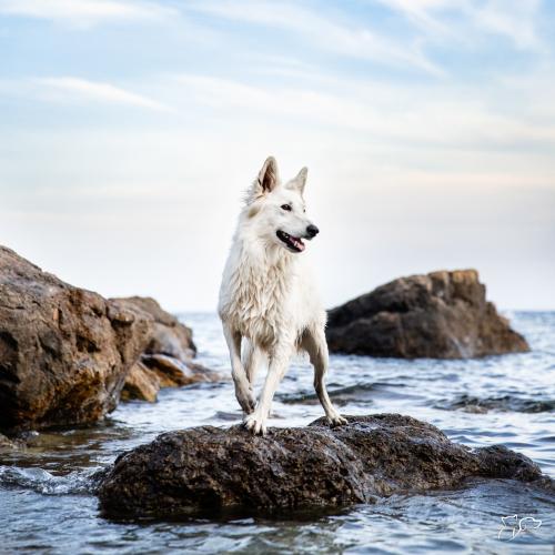 En verano o en invierno, a los perros les encanta ir a la playa, pero es fundamental que lo hagan de forma segura.