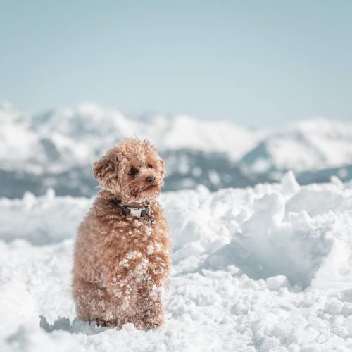 Cuidar la piel de tu mascota en invierno Invierno, perro