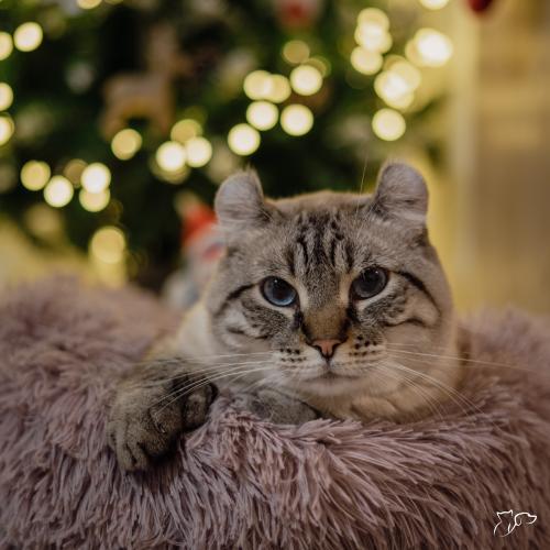 Consejos para vivir la navidad con tu gato. Consejos para vivir la navidad con tu gato.