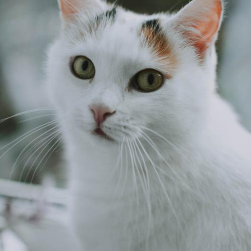Ejercicio para gatos Ejercicio para gatos