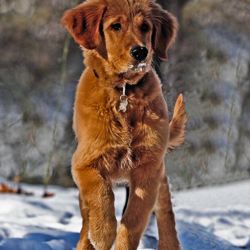 Cuidado articulaciones perro Cuidado articular para perros