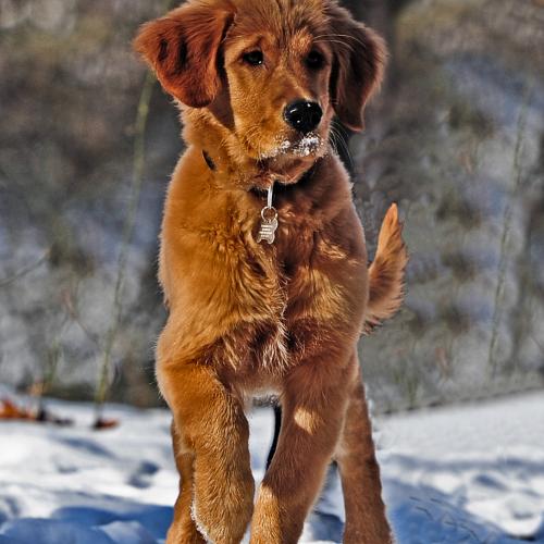 Cuidado articular para perros