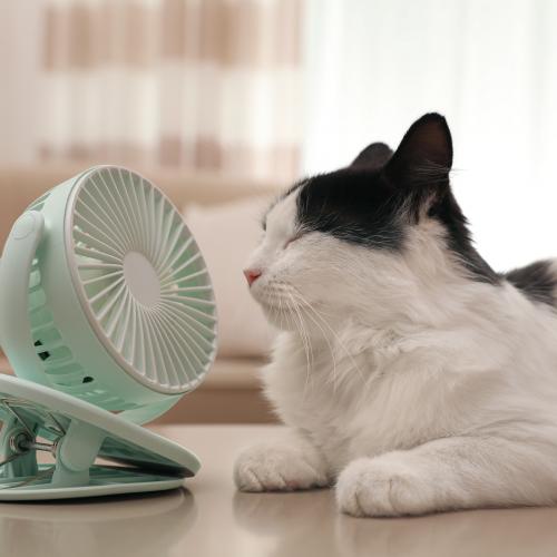 gato hidratado gato hidratado