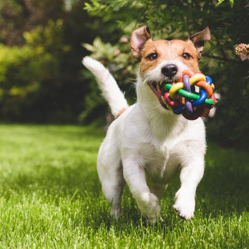 Consejos para disfrutar de tu perro en verano