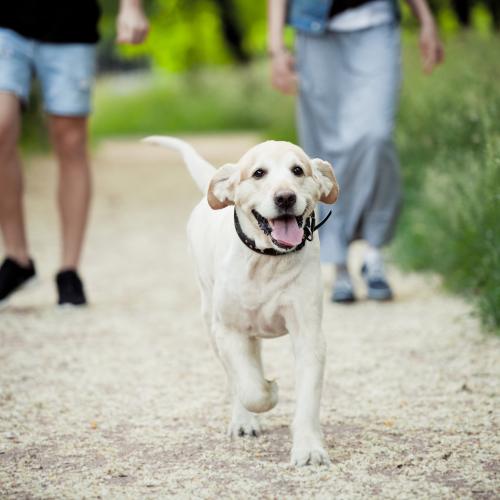 riesgos de llevar a tu perro suelto