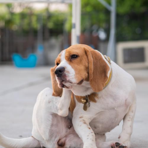 perro rascándose desparasitación en perros