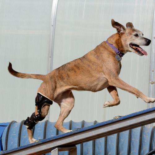 osteoartritis en perros osteoartritis en perros