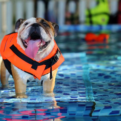 perro en una piscina haciendo hidroterapia