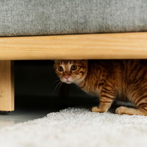 mudanzas y gatos las mudanzas y los gatos