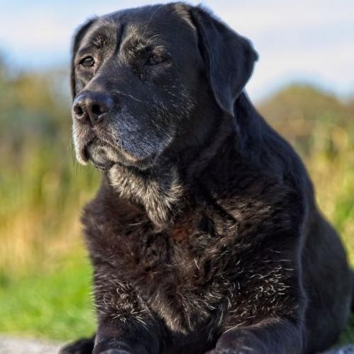 Fisioterapia en perros perro mayor con dolores articulares