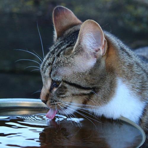 gato-hidratar