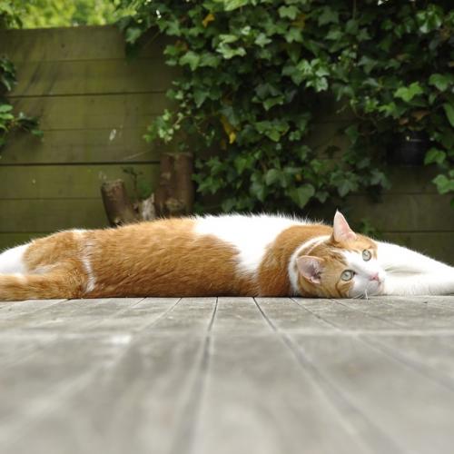 gato-yoga yoga-gato