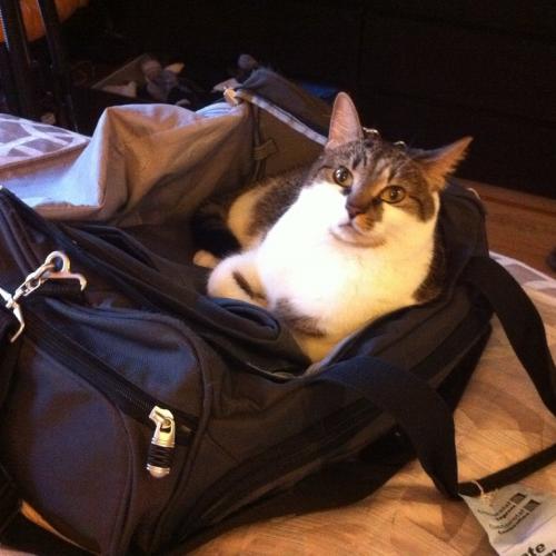 gato-en-viajes viajar-gato