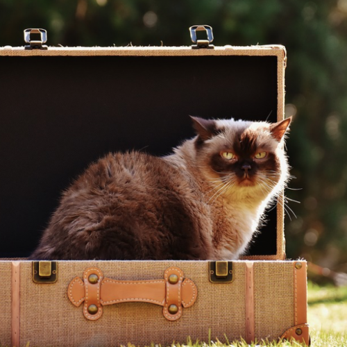 documentos-viajar-gato