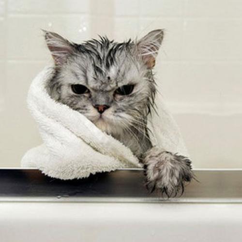 bañar-gato