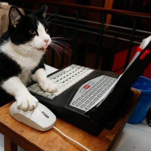 informacion-para-gato informacion-para-gato