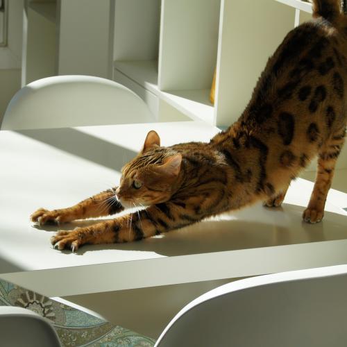pilates-animales pilates-animales