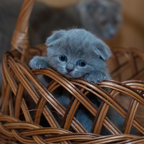 Viajar con gatos Viajar con gatos