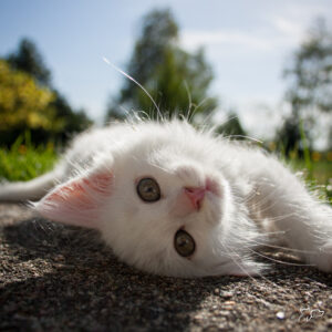 Cómo afecta el sol a los gatos
