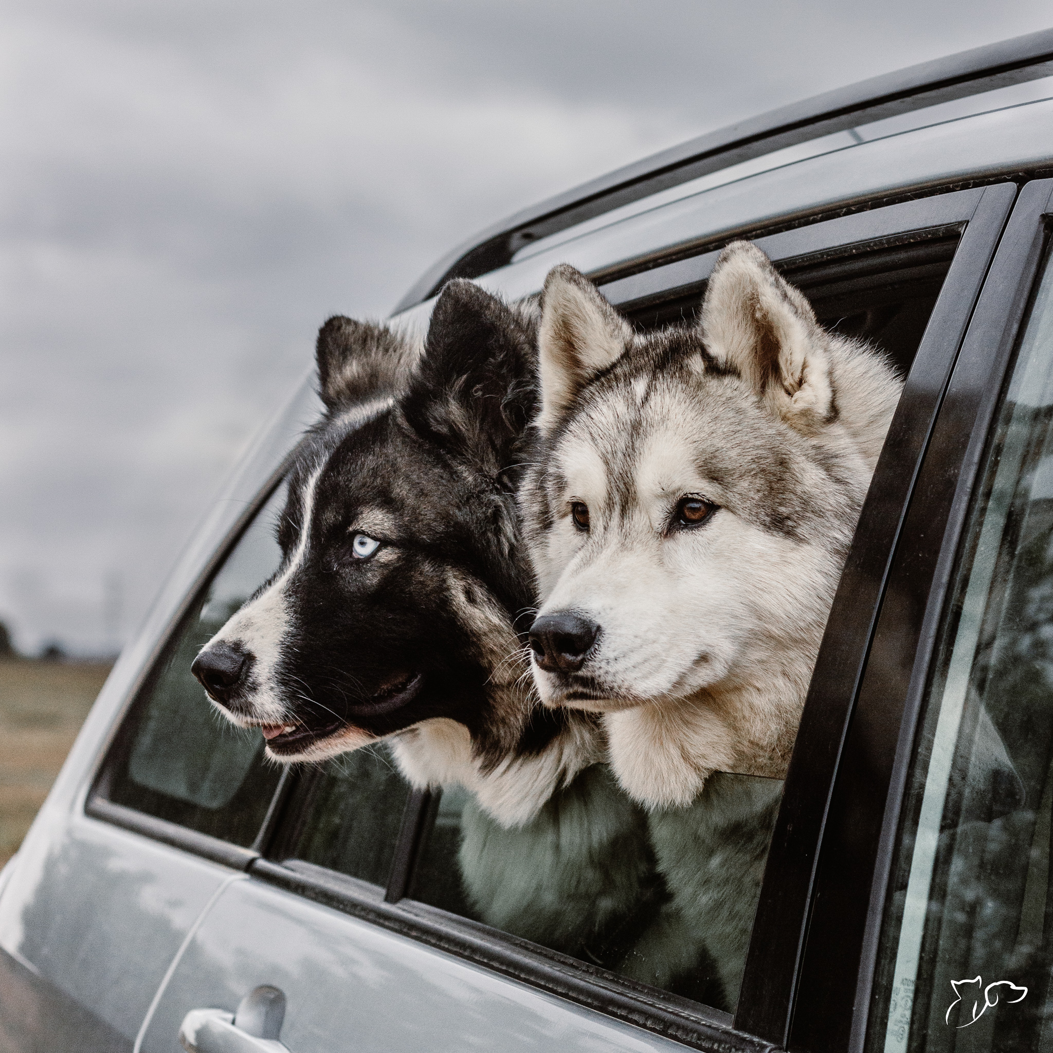 viajar con mascota