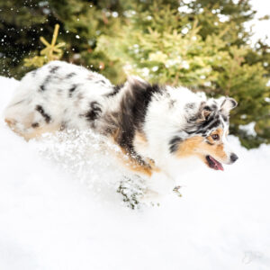 Cuidados básicos de invierno para tu mascota