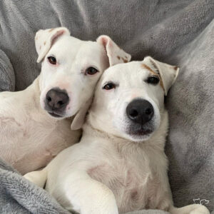 La importancia de la vuelta a la rutina en los perros