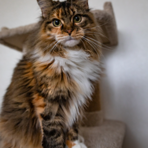 Maine coon