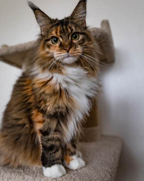 Maine coon