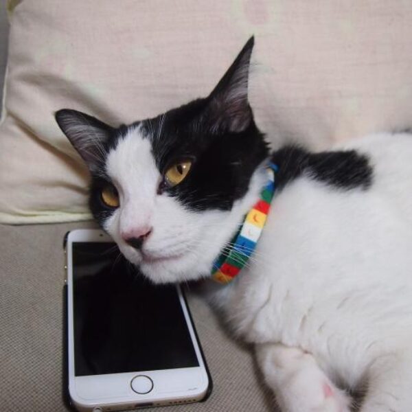 app_para_mascotas
