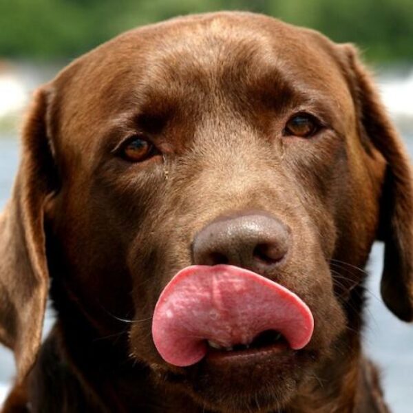chocolate-para-perros