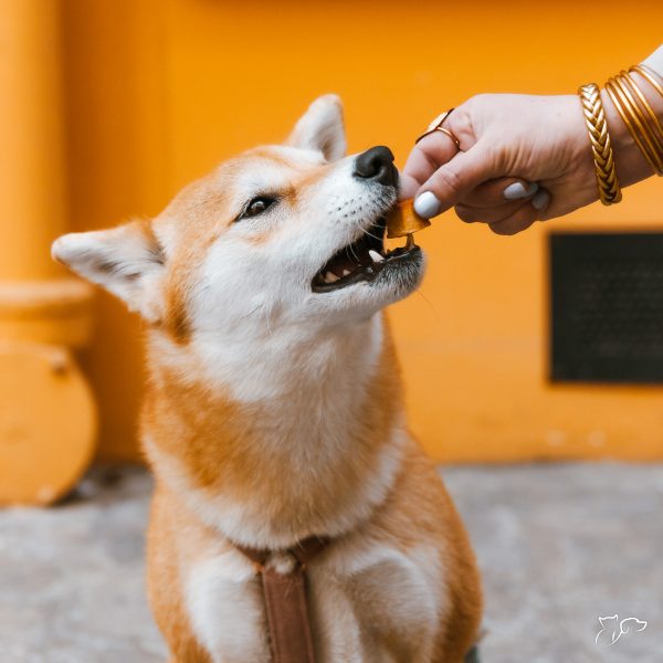 comida-perro-gato