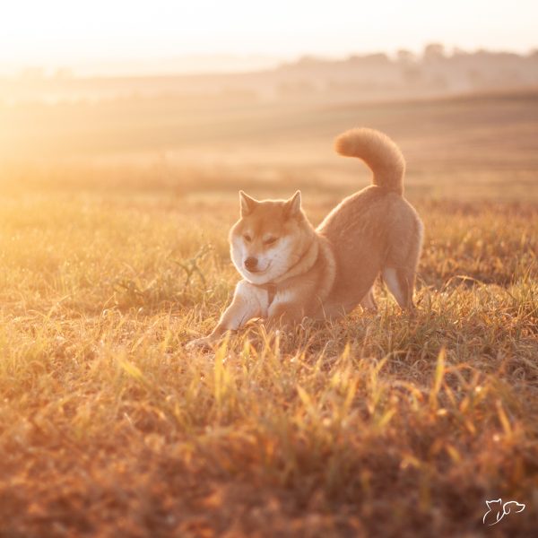 cuidar mascota otoño