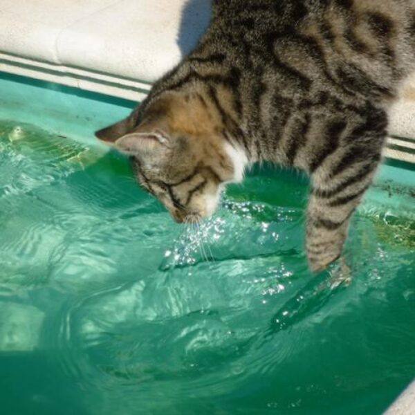 gato-agua