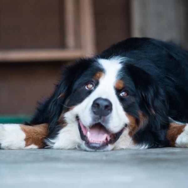 jornada_mascota_feliz